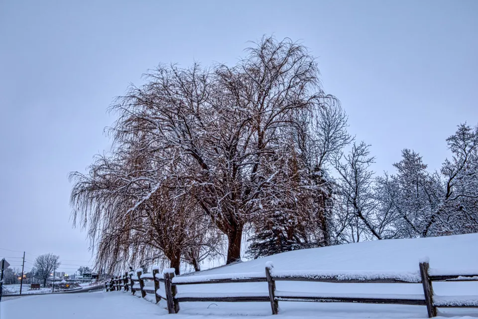 Snow-covered trees and fence in a tranquil winter scene in Plainview, MN.